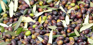 Kozmetika od masline