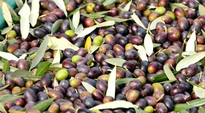 Kozmetika od masline