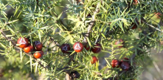 Smrikva – vino koje ne udara u glavu