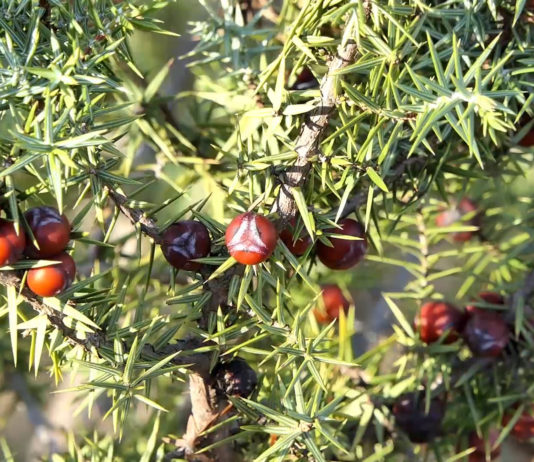 Smrikva – vino koje ne udara u glavu