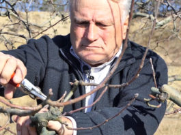 Vrijeme je za rezidbu voćaka