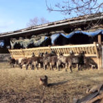 Nikad manje stoke u sjevernoj Istri