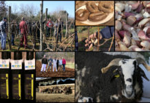 Poljoprivredna emisija BOJE ZEMLJE 25.11.2020.