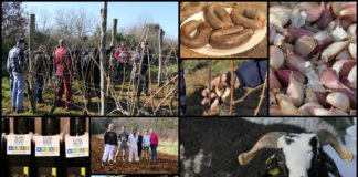 Poljoprivredna emisija BOJE ZEMLJE 25.11.2020.