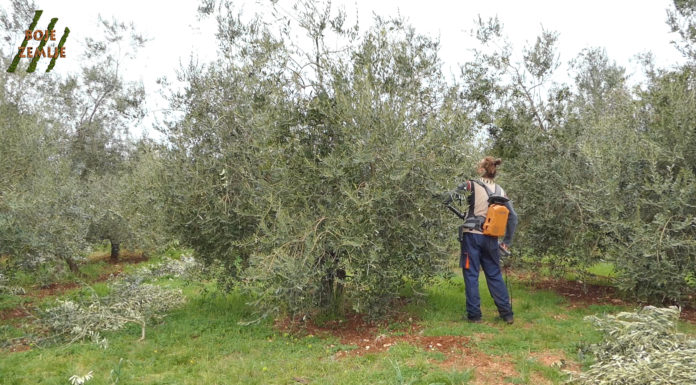 Kako pravilno orezati maslinu?