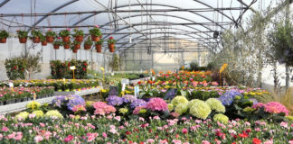 Istarski cvjećari apeliraju da se omogući prodaja cvijeća