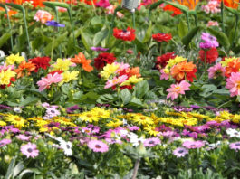 PROLJETNO ĆE CVIJEĆE IPAK PROCVATI Vrtni centri, rasadnici te prodavaonice rezervnih dijelova za poljoprivrednu mehanizaciju i opremu počinju s radom