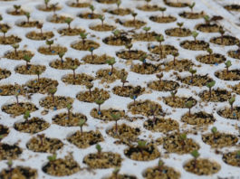 PRIOPĆENJE Hrvatskog agronomskog društva: Potpora donošenju novog Zakona o sjemenu, sadnom materijalu i priznavanju sorti poljoprivrednog bilja