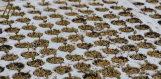 PRIOPĆENJE Hrvatskog agronomskog društva: Potpora donošenju novog Zakona o sjemenu, sadnom materijalu i priznavanju sorti poljoprivrednog bilja