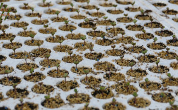 PRIOPĆENJE Hrvatskog agronomskog društva: Potpora donošenju novog Zakona o sjemenu, sadnom materijalu i priznavanju sorti poljoprivrednog bilja