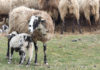 Uzgajivači ovaca čekaju narudžbe za Vazmene janjce