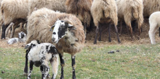 Uzgajivači ovaca čekaju narudžbe za Vazmene janjce