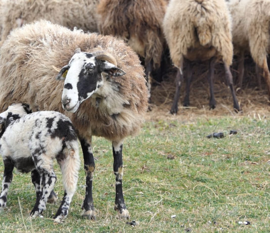 Uzgajivači ovaca čekaju narudžbe za Vazmene janjce