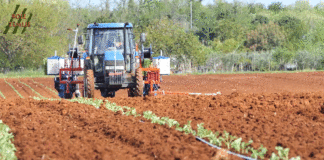 U Istri zasađeno dva milijuna i sedamsto tisuća presadnica industrijske rajčice