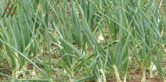 Narušeno povjerenje ekološkim proizvođačima