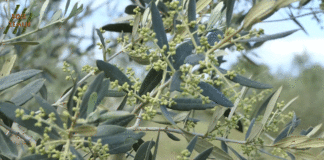 Proljetna zaštita u masliniku