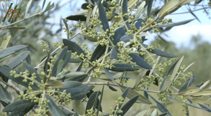 Proljetna zaštita u masliniku