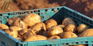 Mladi istarski krumpir