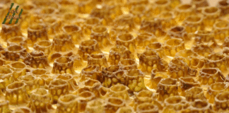 Skupljanje matične mliječi