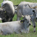 Što je krava bez rogova?