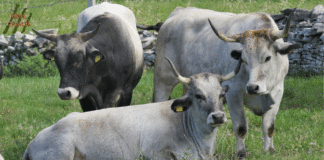 Što je krava bez rogova?