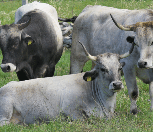 Što je krava bez rogova?