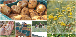 Poljoprivredna emisija BOJE ZEMLJE 13.6.2020.