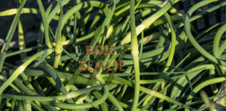 PASKE – mladi izdanci češnjaka