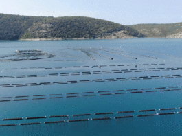 Uzgoj dagnji u Raškom zaljevu