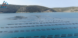 Uzgoj dagnji u Raškom zaljevu