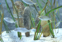 Ministarstvo gospodarstva i održivog razvoja provodi akciju Jeste li vidjeli plemenitu perisku?