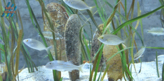 Borba za opstanak plemenitih periski