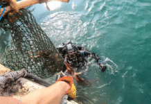 Akcija čišćenja mora i priobalja – Crveni križ u plavom okviru