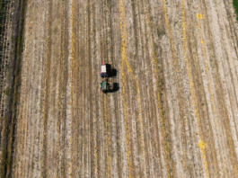 Berba bučinih sjemenki