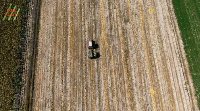 Berba bučinih sjemenki