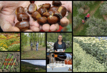 Poljoprivredna emisija Boje zemlje 18.10.2020.