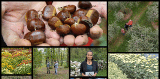 Poljoprivredna emisija Boje zemlje 18.10.2020.