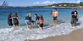 Glavate želve puštene natrag u more