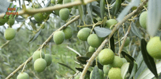 Najsjevernije masline