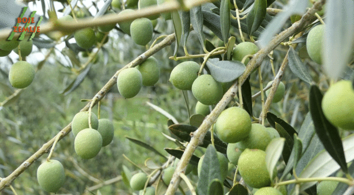 Najsjevernije masline