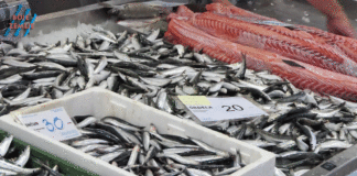 ISTRA: situacija u ribarstvu – Razgovor s predsjednikom Ceha za ribarstvo i akvakulturu Robertom Momićerm