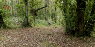 Najstariji istarski kesteni i najveća šuma kestena u Istri