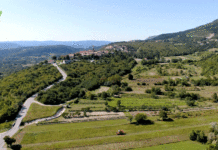 Žetva industrijske konoplje