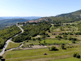 Žetva industrijske konoplje
