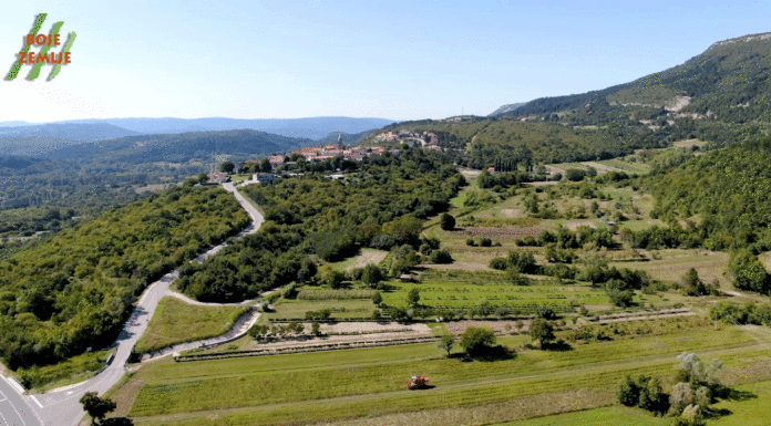 Žetva industrijske konoplje