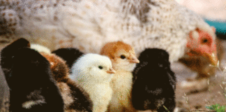 Potvrđena influenca ptica na području Koprivničko- križevačke županije