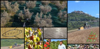 Poljoprivredna emisija Boje zemlje 1.11.2020.