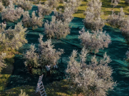 Pri kraju ovogodišnja berba maslina