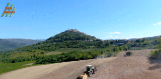 Krčenje vinograda zbog suzbijanja i spriječavanja širenja bolesti vinove loze zlatne žutice