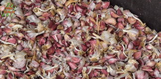 Ovogodišnju sadnju češnjaka olakšala runilica koja je bila na raspolaganju svim istarskim proizviođačima češnjaka